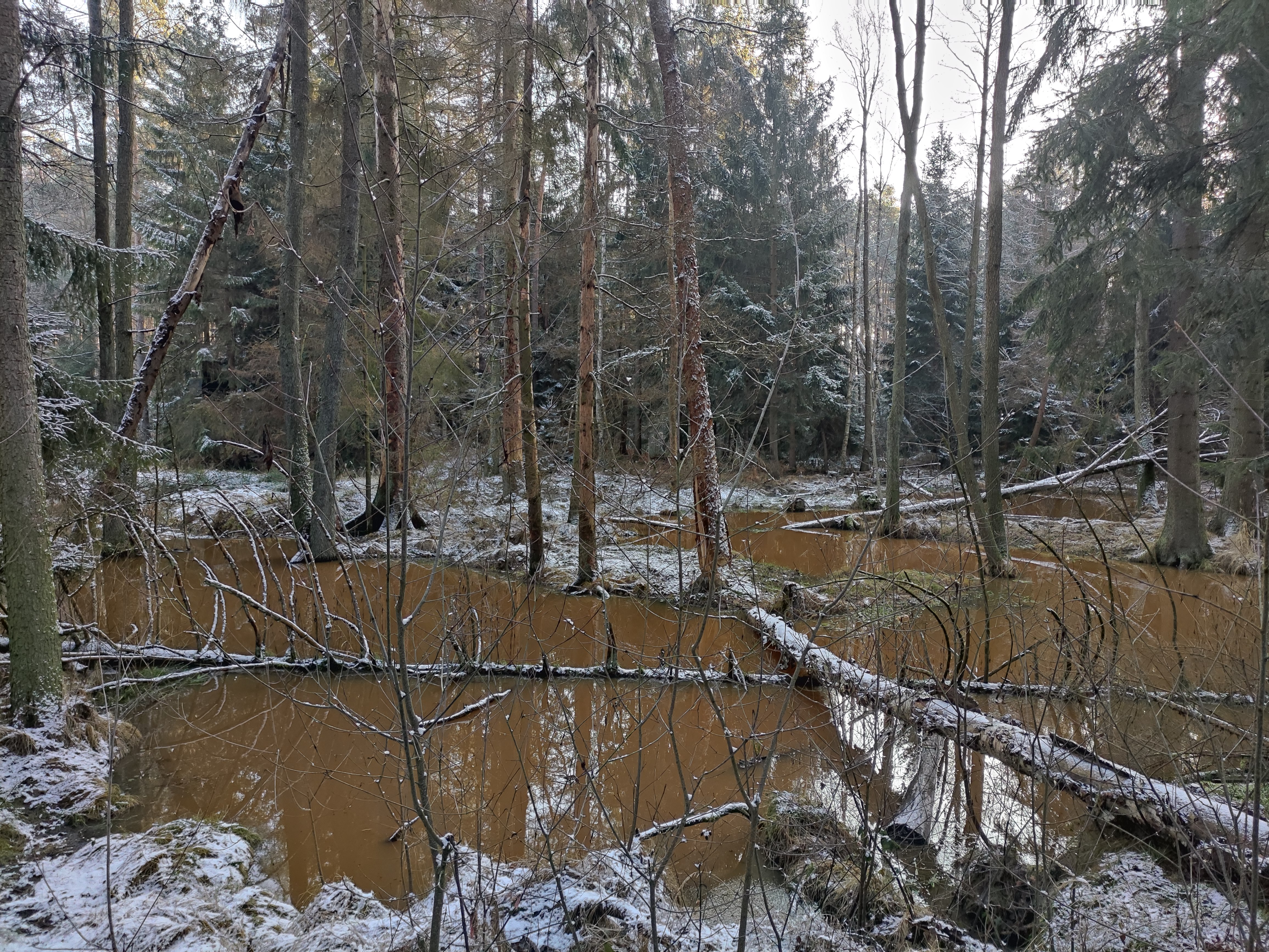 Zdj.2. Ekosystemy referencyjne uczynione pracą bobrów w leśnictwie Żagań  (fot. Michał Szczepaniak, Nadleśnictwo Lipinki)