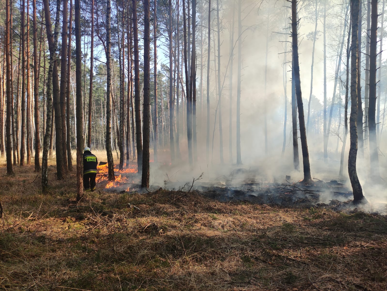 Zdj. 2. Straż Pożarna – „ludzka barykada” przed forpocztą pożaru (Stanisław Machowiak, Nadleśnictwo Lipinki)