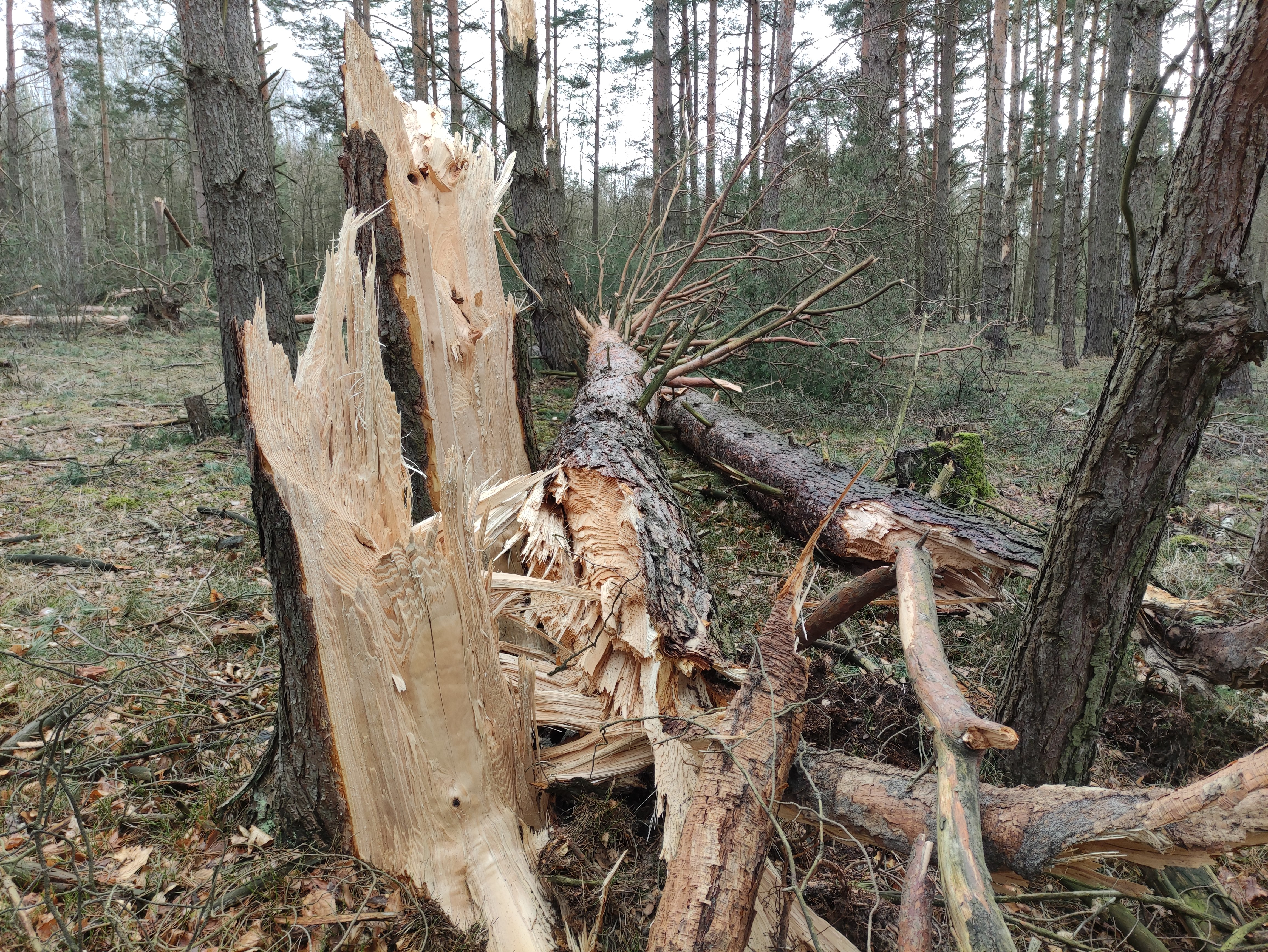 Zdj. 6. Przyroda rodzi, pielęgnuje, ale i niszczy (fot. Michał Szczepaniak, Nadleśnictwo Lipinki)
