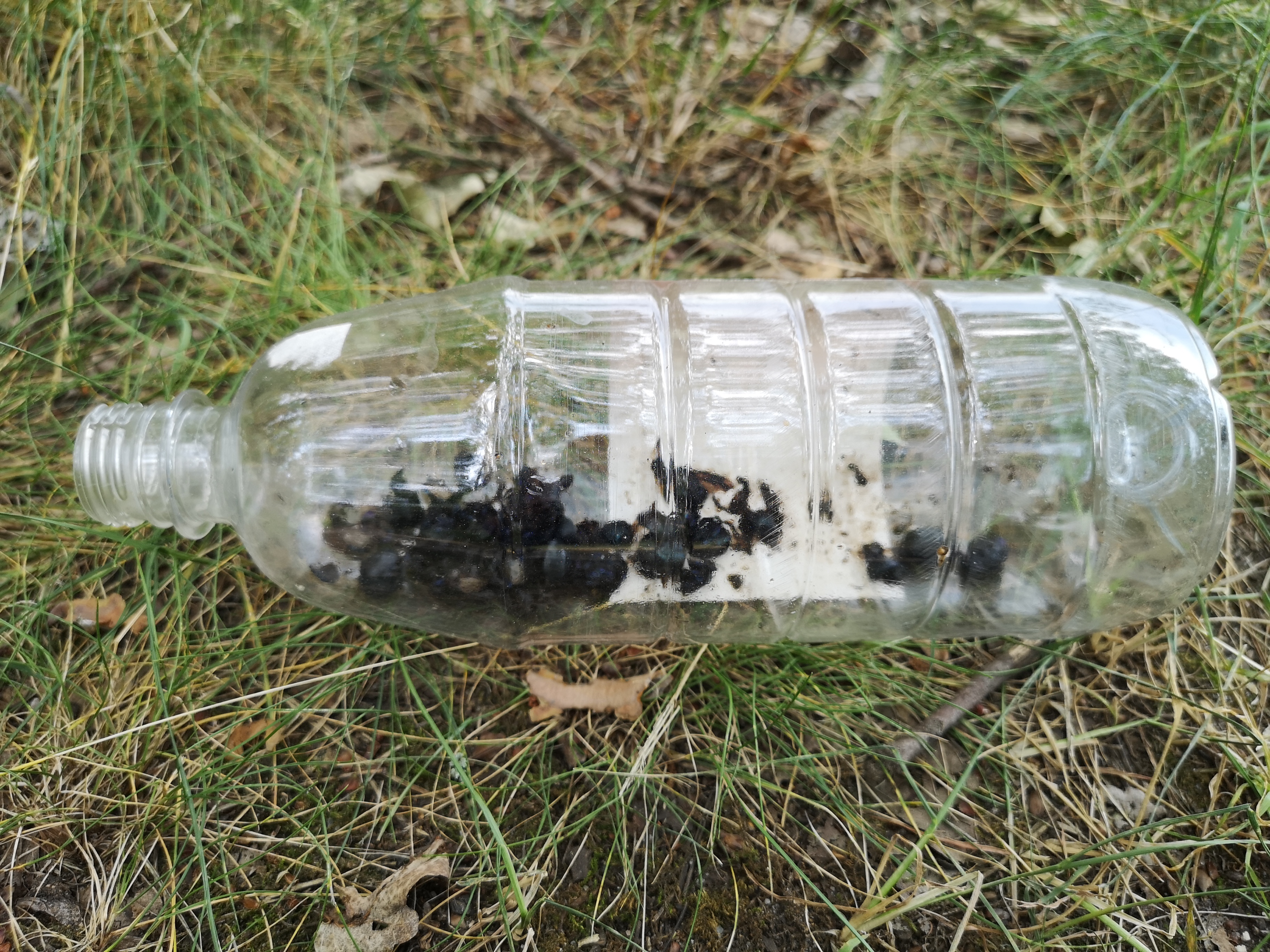 Zdj. 7. Plastikowe „cmentarzysko” owadów (fot. Michał Szczepaniak, Nadleśnictwo Lipinki)