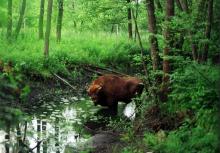 Puszcza Białowieska - 7 Cud Natury ?