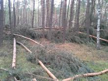 Silny wiatr uszkodził zielonogórskie lasy