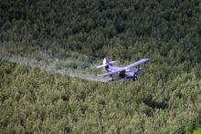 Samoloty chroniące lasy