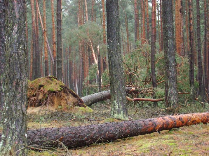 Orkan&#x20;Ksawery&#x20;nie&#x20;oszczędził&#x20;zielonogórskich&#x20;lasów&#x2e;&#x20;Fot&#x2e;Nadleśnictwo&#x20;Bytnica