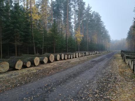 VII Submisja Drewna Szczególnego w RDLP w Zielonej Górze - rozstrzygnięta