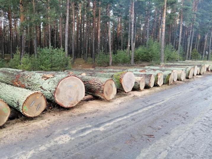 Fot&#x2e;&#x20;Rafał&#x20;Ozimiński&#x20;&#x28;Nadleśnictwo&#x20;Zielona&#x20;Góra&#x29;