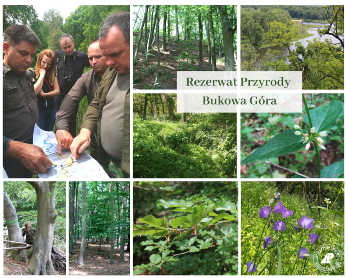 Bogactwo&#x20;przyrodnicze&#x20;zielonogórskich&#x20;lasów&#x20;&#x28;fot&#x2e;&#x20;E&#x2e;Fabiańczyk&#x2e;&#x20;M&#x2e;&#x20;Maciantowicz&#x29;