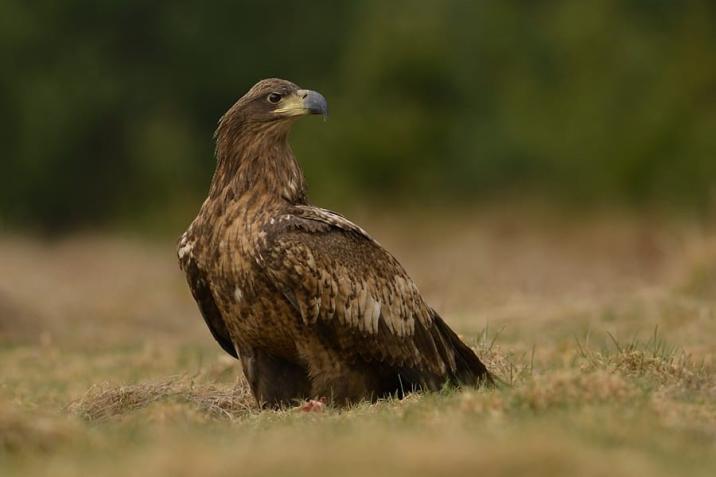 Bielik&#x20;&#x28;fot&#x2e;&#x20;Grzegorz&#x20;Patek&#x2c;&#x20;Nadleśnictwo&#x20;Krzystkowice&#x29;