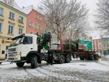 Choinka od leśników dojechała do Winnego Grodu