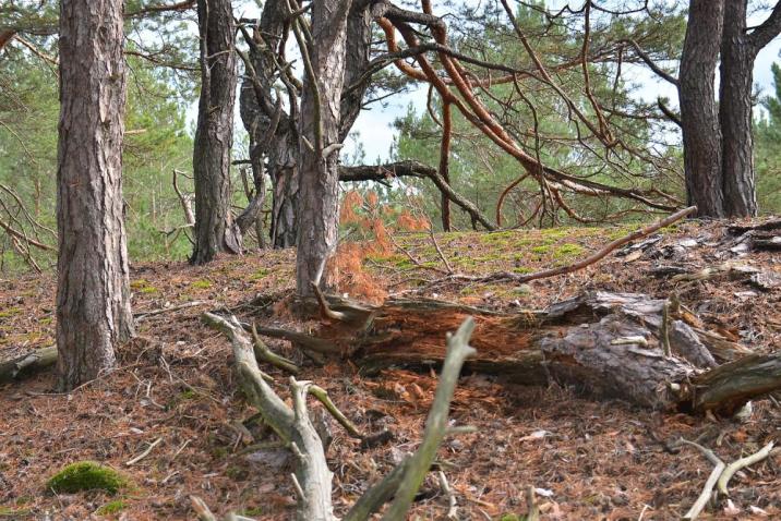 W&#x20;rezerwacie&#x20;lubscy&#x20;leśnicy&#x20;prowadzą&#x20;działania&#x20;z&#x20;zakresu&#x20;ochrony&#x20;czynnej&#x20;&#x28;fot&#x2e;&#x20;Paweł&#x20;Mrowiński&#x29;