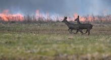 Leśnicy i strażacy apelują o niewypalanie traw