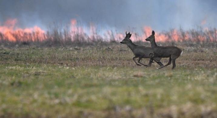 Pożary&#x20;traw&#x20;powodują&#x20;spustoszenie&#x20;fauny&#x20;i&#x20;flory&#x20;&#x2f;Fot&#x2e;&#x20;Jakub&#x20;Błędowski