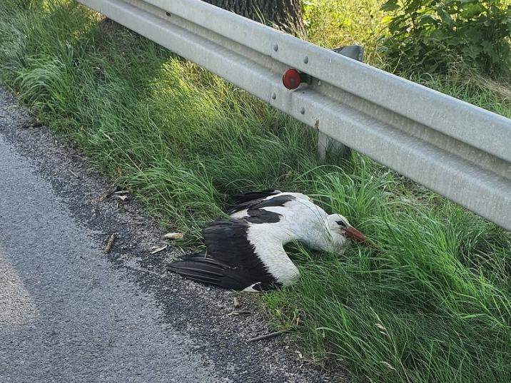 Bocian&#x20;biały&#x20;znaleziony&#x20;przez&#x20;leśników&#x20;przy&#x20;drodze&#x20;asfalotwej&#x20;&#x28;fot&#x2e;&#x20;J&#x2e;&#x20;Kazimir&#x29;