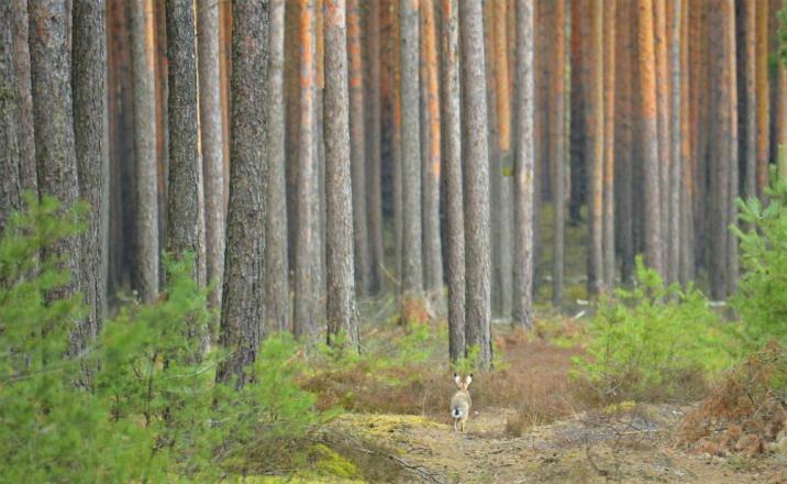 Las&#x20;&#x28;fot&#x2e;&#x20;Paweł&#x20;Mrowiński&#x29;