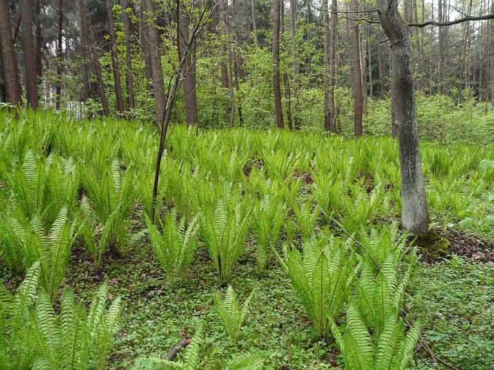 Bogactwo&#x20;flory&#x20;–&#x20;łany&#x20;pióropusznika&#x20;strusiego&#x20;&#x28;fot&#x2e;&#x20;Archiwum&#x20;Nadleśnictwa&#x20;Lipinki&#x29;&#x5d;