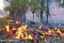 Rozpoczął się sezon ochrony przed pożarami lasów