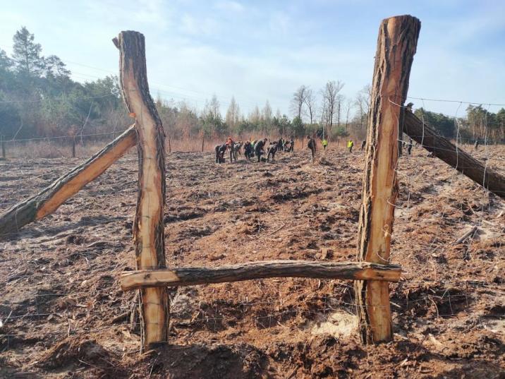 Zdjęcie&#x20;przedstawia&#x20;osoby&#x20;sadzące&#x20;sadzonki&#x20;na&#x20;przygotowanej&#x20;przez&#x20;leśników&#x20;powierzchni&#x2c;&#x20;fot&#x2e;&#x20;U&#x2e;&#x20;Kaczała&#x20;&#x28;RDLP&#x20;w&#x20;Zielonej&#x20;Górze&#x29;