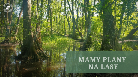 Mamy plany na lasy - zapraszamy na posiedzenia KZP i NTG