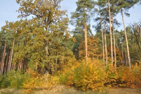 Komisja Założeń Planu (KZP)